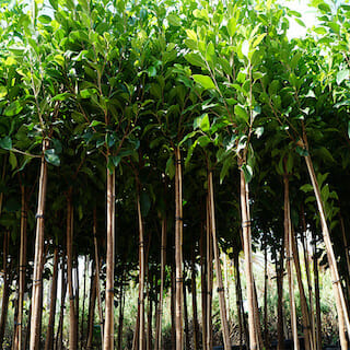 Ficus Pleached up shot