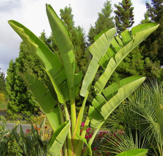 A Strelitzia 'Giant Bird of Paradise' 10" Pot plant sits majestically in the middle of a garden.