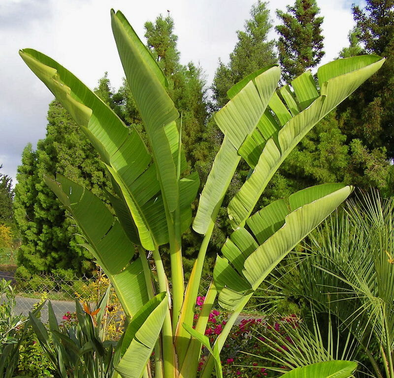 Giant Bird Of Paradise Bamboo South Coast