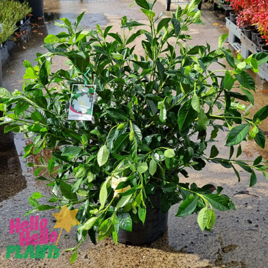 Hello Hello Plants Gardenia augusta Florida 12in pot