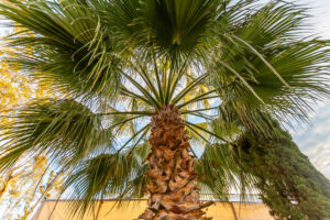 cabbage palm tree livistona australia