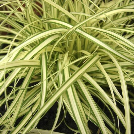 Carex 'Evergold' Japanese Sedge