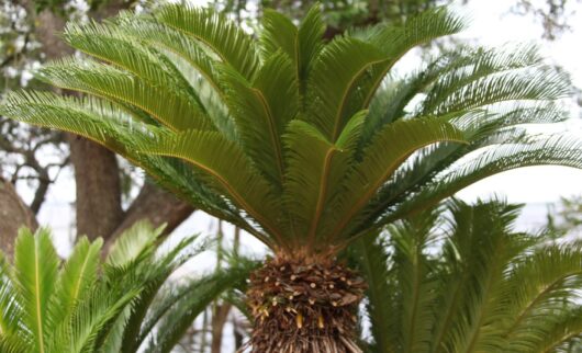 Cycad 'Sago Palm'