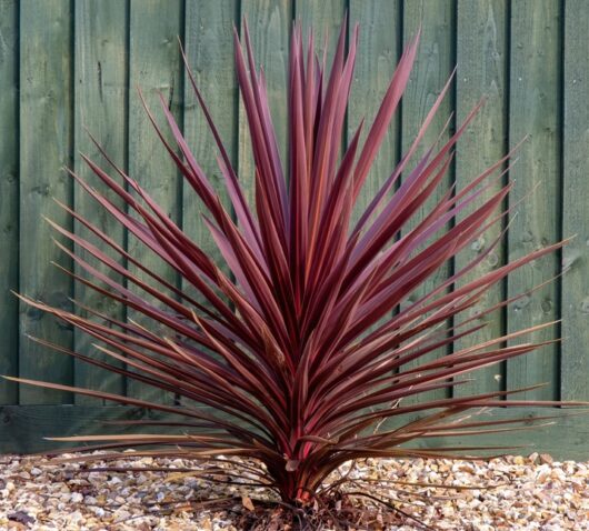 Cordyline 'Pocahontas' 6" Pot