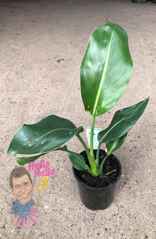 A Strelitzia 'Bird of Paradise' in a 6" pot stands on a concrete surface, showcasing its vibrant broad green leaves unfurling gracefully. A small sticker with a cartoon character adds a whimsical touch to the setting.