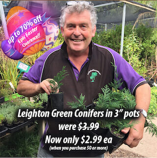 Leighton Green Epic Easter Sale