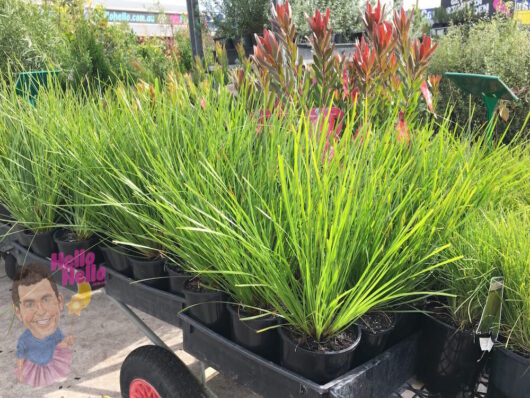 Lomandra Tanika 6" Pot