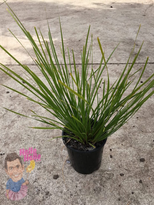 Lomandra Tanika 6" Pot