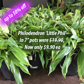 Philodendron Little Phil