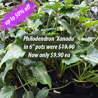 Philodendron Xanadu