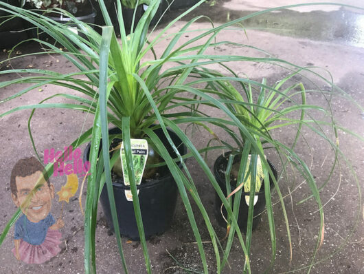 Two Beaucarnea 'Pony Tail Palm' plants in 8" pots on a paved surface with a colorful "hello there" garden stone in the background.