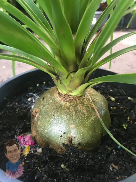 A Beaucarnea 'Pony Tail Palm' in an 8" pot, featuring a bulbous base and green leaves sprouting from the top.