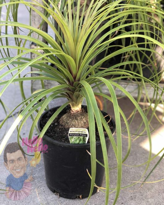 A Beaucarnea 'Pony Tail Palm' with long, arching green leaves in a black 8" pot, placed on a concrete surface, with small decorative items nearby.