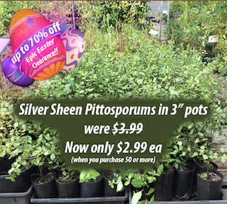 Silver Sheen Pittosporums Small Epic Easter Sale