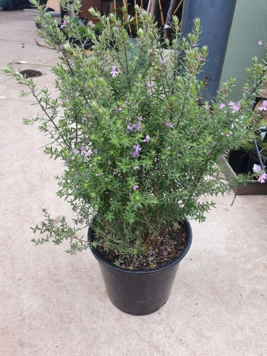 A Westringia 'Wynyabbie Gem' 10" Pot showcases dense green foliage and small purple flowers, placed on a concrete surface.