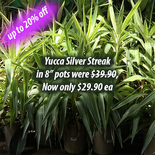 Yucca Silver Streak