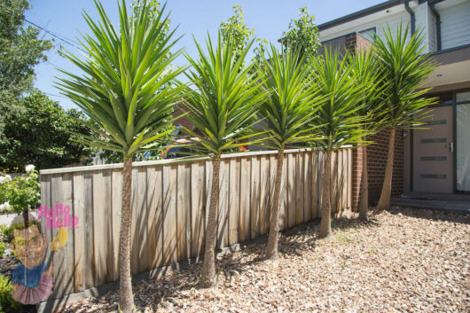 Yucca elephantipes Stick yucca border in a row