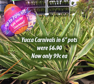 Yuccas Epic Easter Sale
