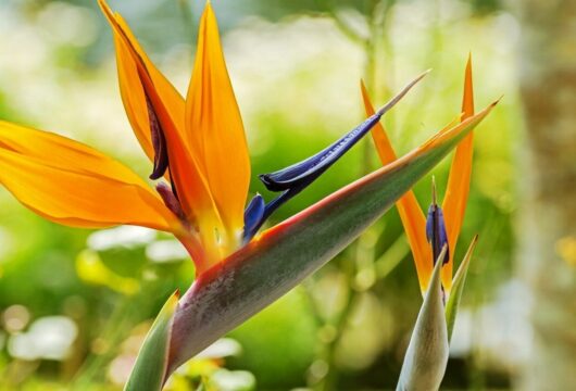 Bird of paradise flower