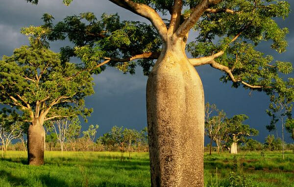 A large Australian baobab tree in the middle of a grassy field.