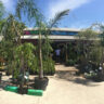 A 360 degree view of palm trees in pots in front of a building at a Plant Sale.