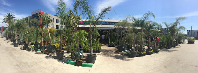 A 360 degree view of palm trees in pots in front of a building at a Plant Sale.
