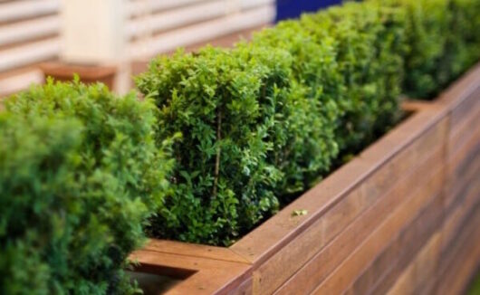 Buxus 'English Box' 3" Pot