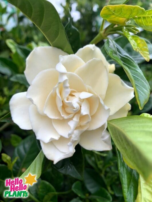 Gardenia 'Florida' 8" Pot