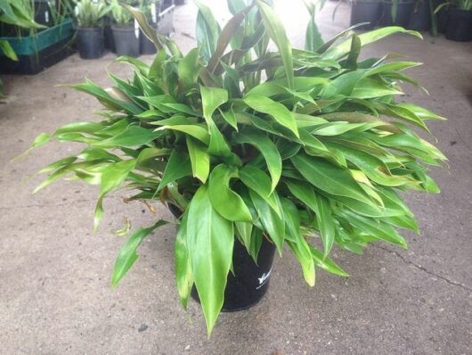 A Philodendron 'Little Phil' 7" Pot potted plant with green leaves.