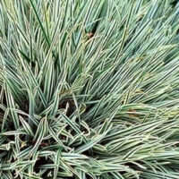 Variegated Mondo Grass