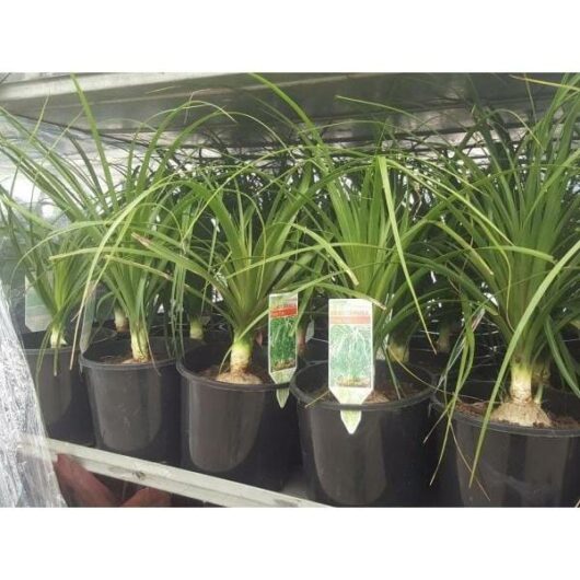 Beaucarnea 'Pony Tail Palm' 8" Pot displayed on a shelf, each with a visible label.