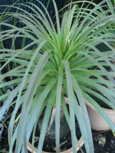 Beaucarnea ‘Pony Tail Palm’