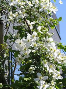 A Clematis 'Snowflake' 6" Pot tree with white flowers in front of a building.