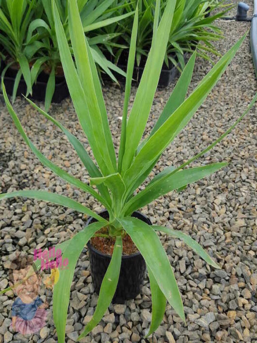 Yucca 6" Pot