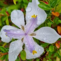 Dietes grandiflora 'Wild Iris' 3" Pot