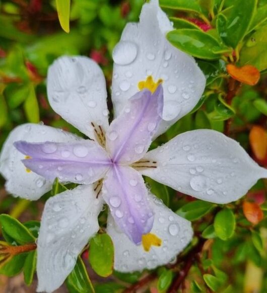 Dietes grandiflora 'Wild Iris' 3" Pot