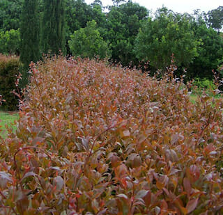 Firescreen-Lilly-Pilly-New-Foliage