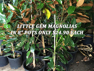 Little Gem Magnolias Anzac Prices-blog