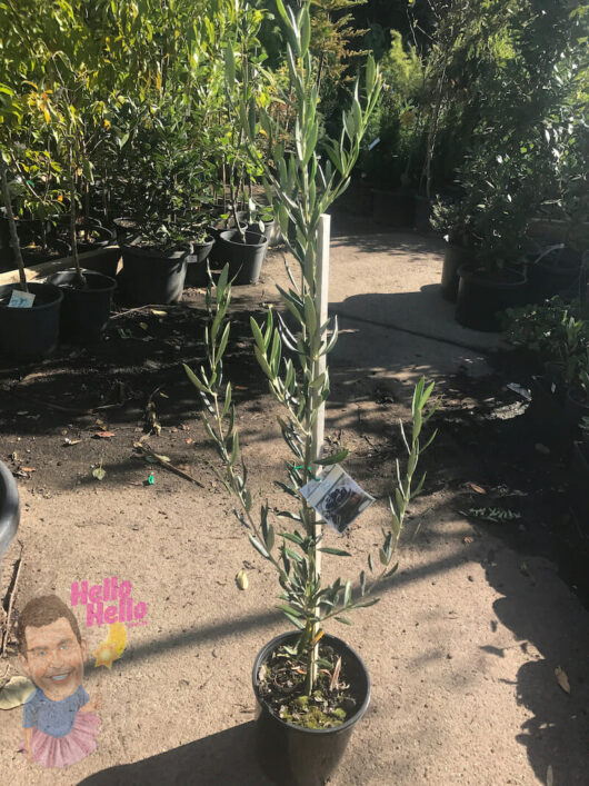 Young olive tree in a pot at a nursery with other potted plants in the background.