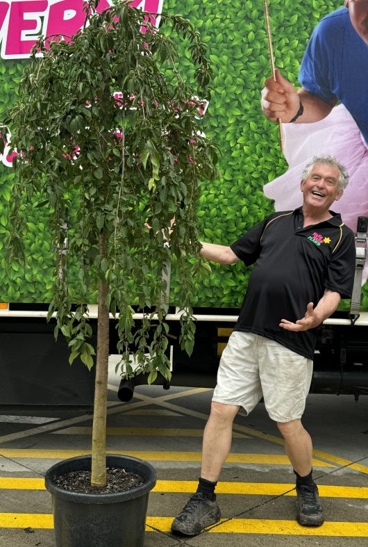 prunus subhirtella snofozam falling snow weeping cherry tree falling snow white flowering feature tree large size with chris from hello hello plants nursery