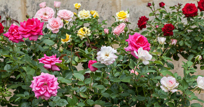 Roses-in-bloom