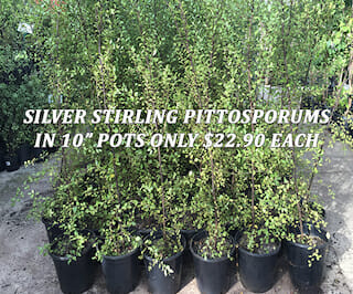 Silver Stirling Anzac Prices-blog