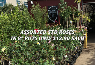 Std Roses Anzac Prices-blog