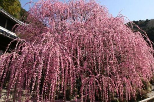 A pink Prunus mume 'Pink Flowering Apricot' 1.5m Standard 13'' Pot tree stands in front of a building.