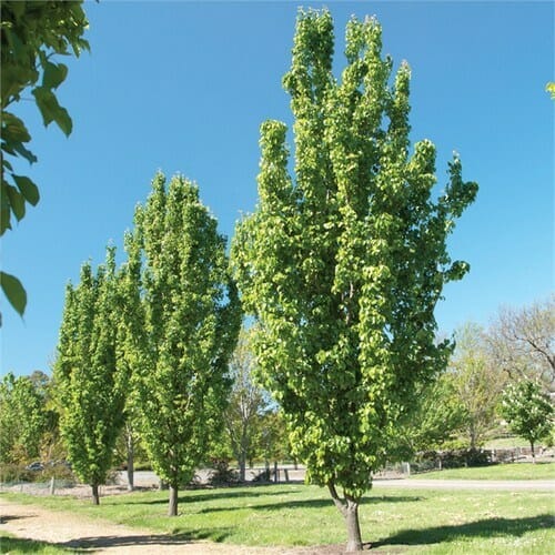 A row of green trees in a park.