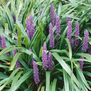 The Liriope muscari 6" Pot, featuring vibrant purple flowers and elongated leaves, grows densely in the garden. It is perfect for enhancing your green space, adding both beauty and structure to any outdoor setting.