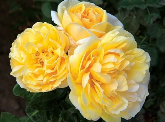 Rose 'Michelangelo'