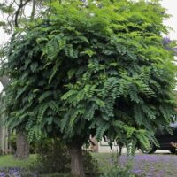 Robinia 'Mop Top'