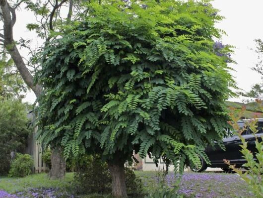 Robinia 'Mop Top'