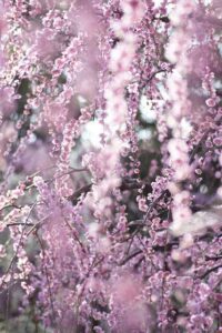 Close-up of weeping cherry blossoms mingling with Prunus mume 'Pink Flowering Apricot' 1.5m Standard 13'' Pot, their soft pink flowers hanging from branches against a blurred background.